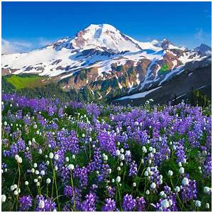 Les Lilas