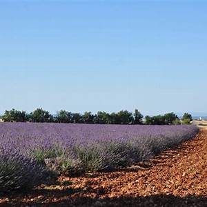 Valensole